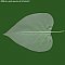 Leaf Texture Collection