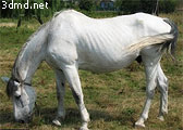 Photo references for animal 3d modeling