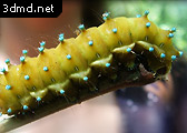 Photo references for insects 3d modeling