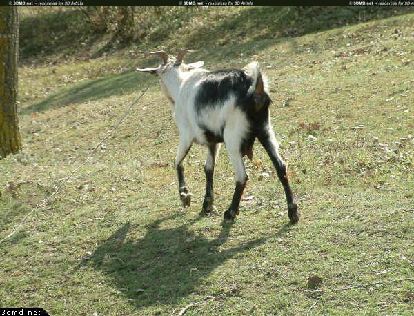 Free Goat Photos - Free Goat Photo - Image Gallery