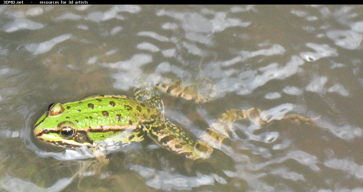 Frog Photo     