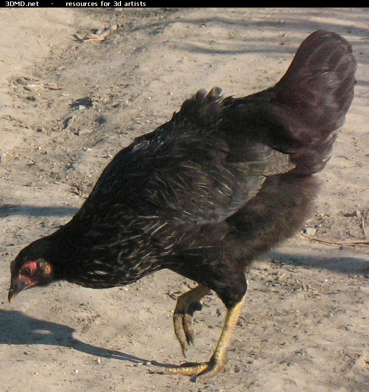 Black Chicken Photo     