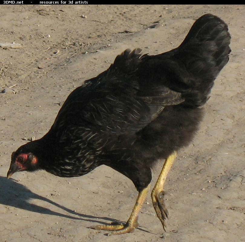 Black Chicken Photo     