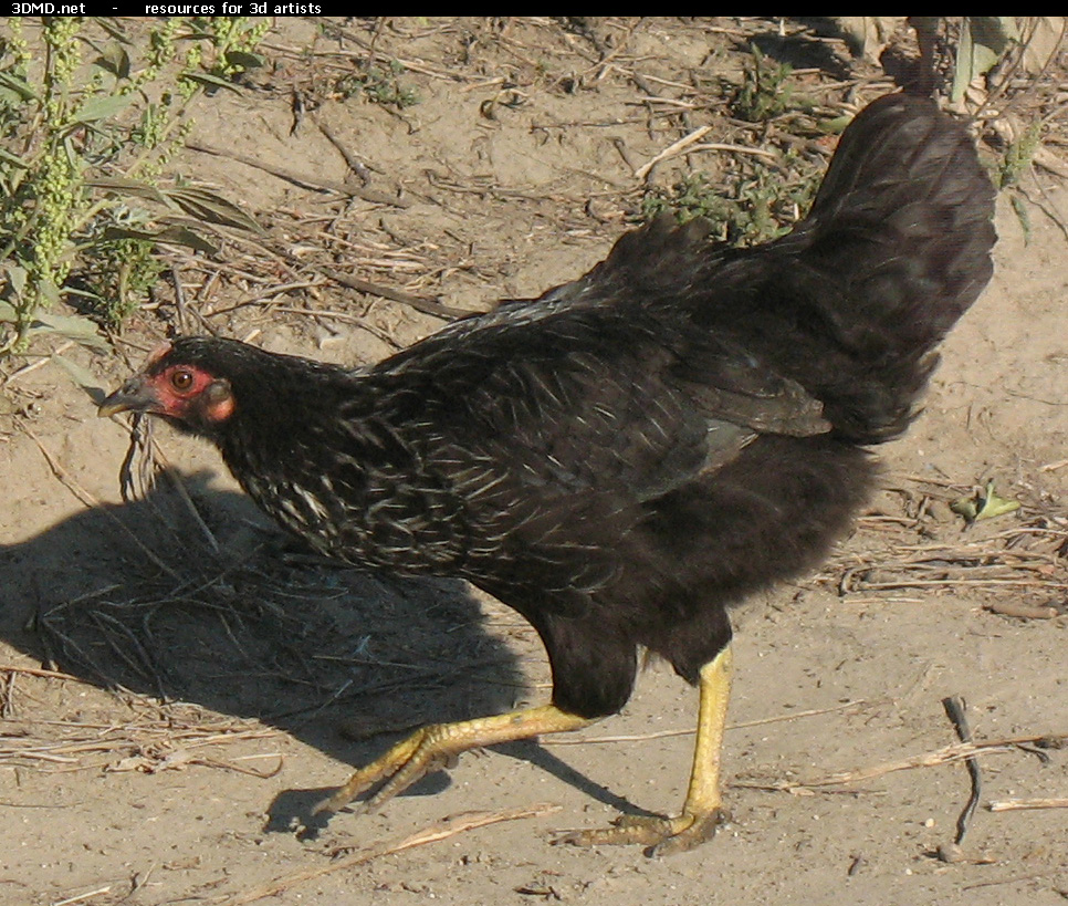 Black Chicken Photo     