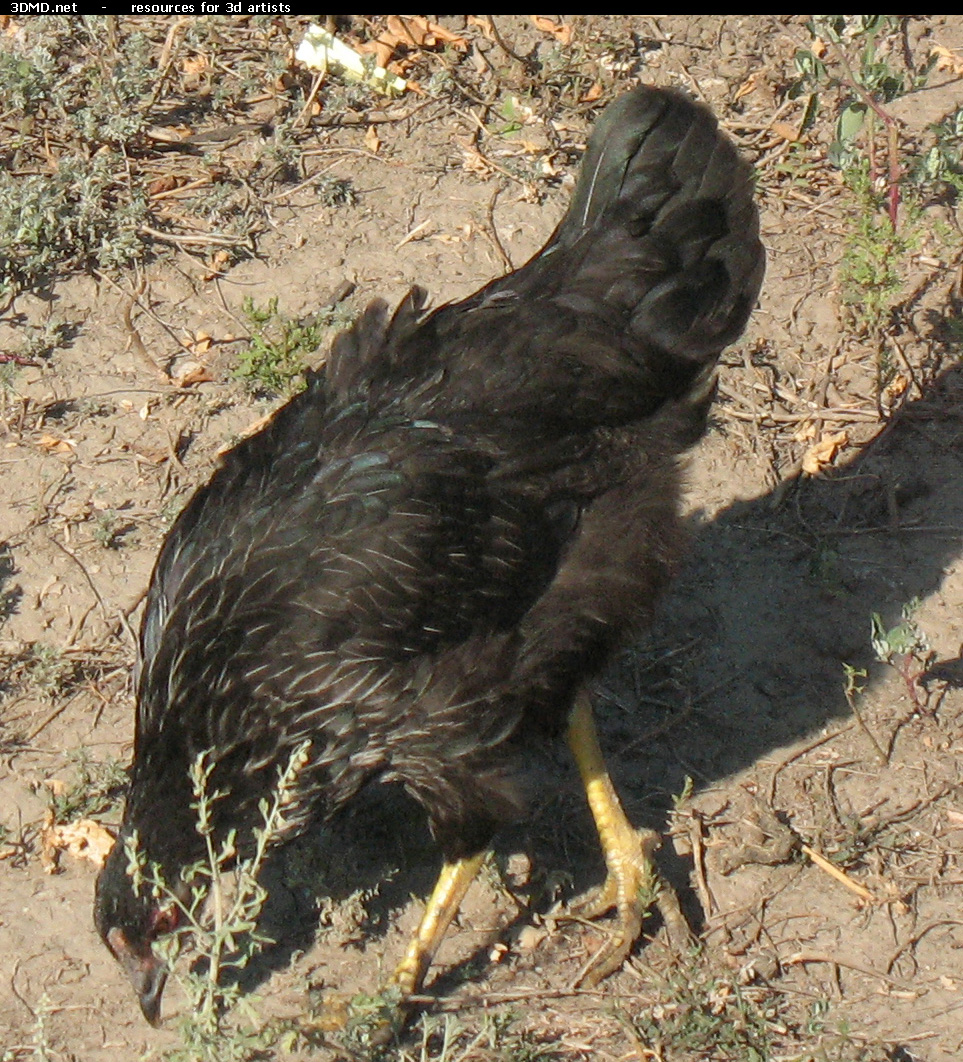 Black Chicken Photo     