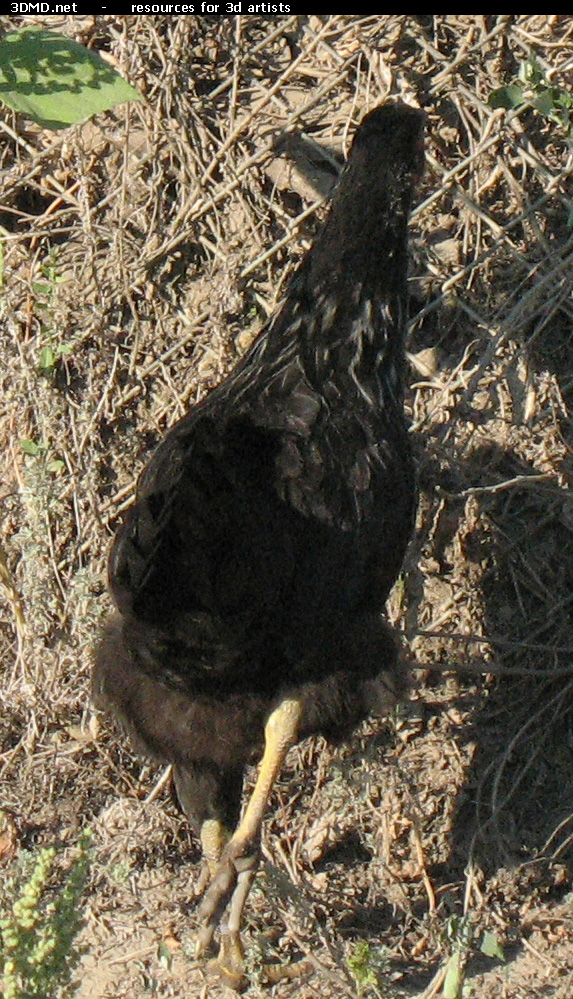 Black Chicken Photo     