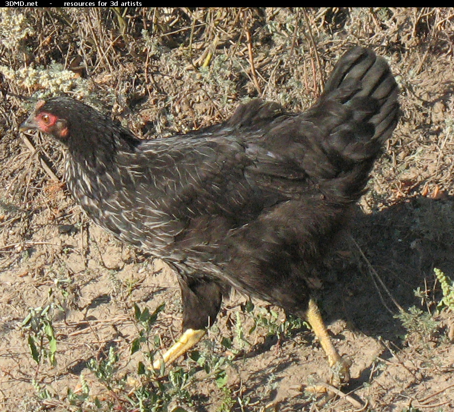 Black Chicken Photo     