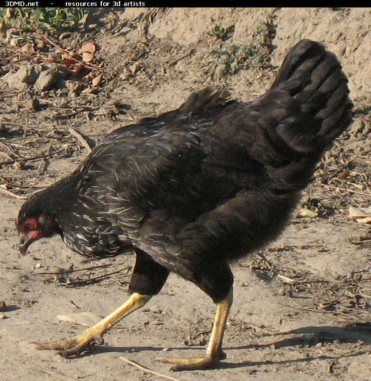 Black Chicken Photo     