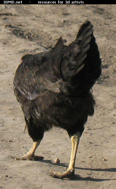 Black Chicken Photo     