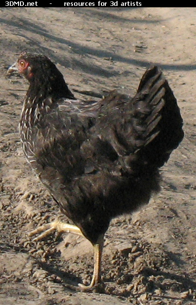 Black Chicken Photo     