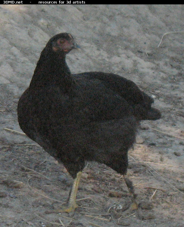 Black Chicken Photo     