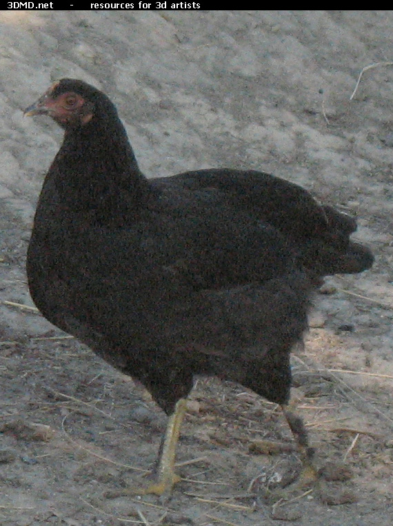 Black Chicken Photo     