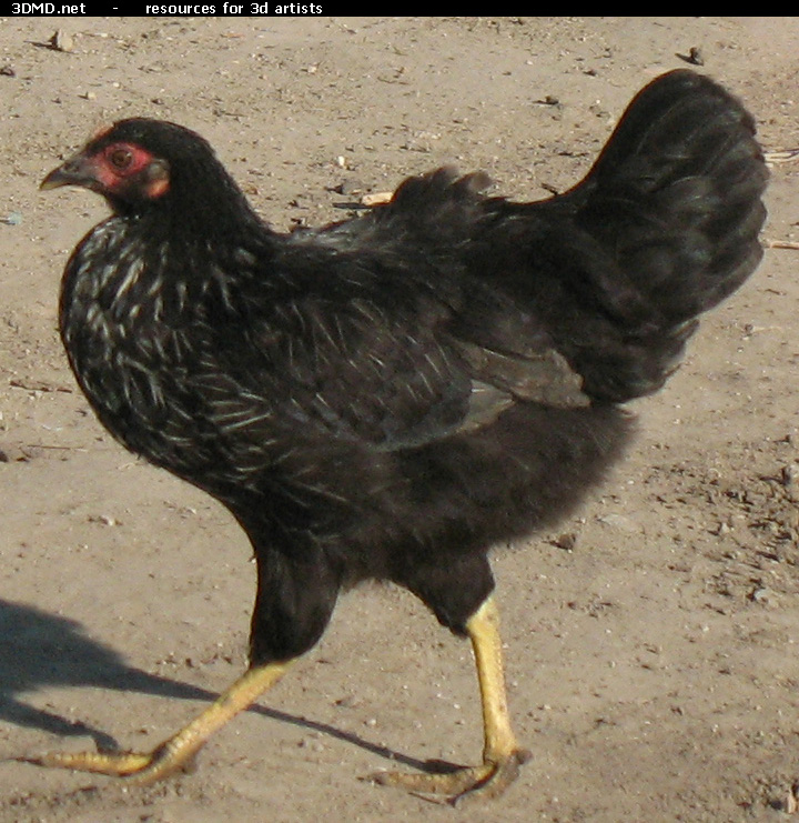 Black Chicken Photo Side  