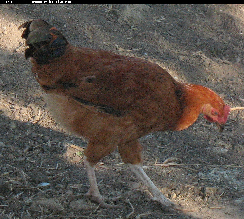 Red Chicken Photo     