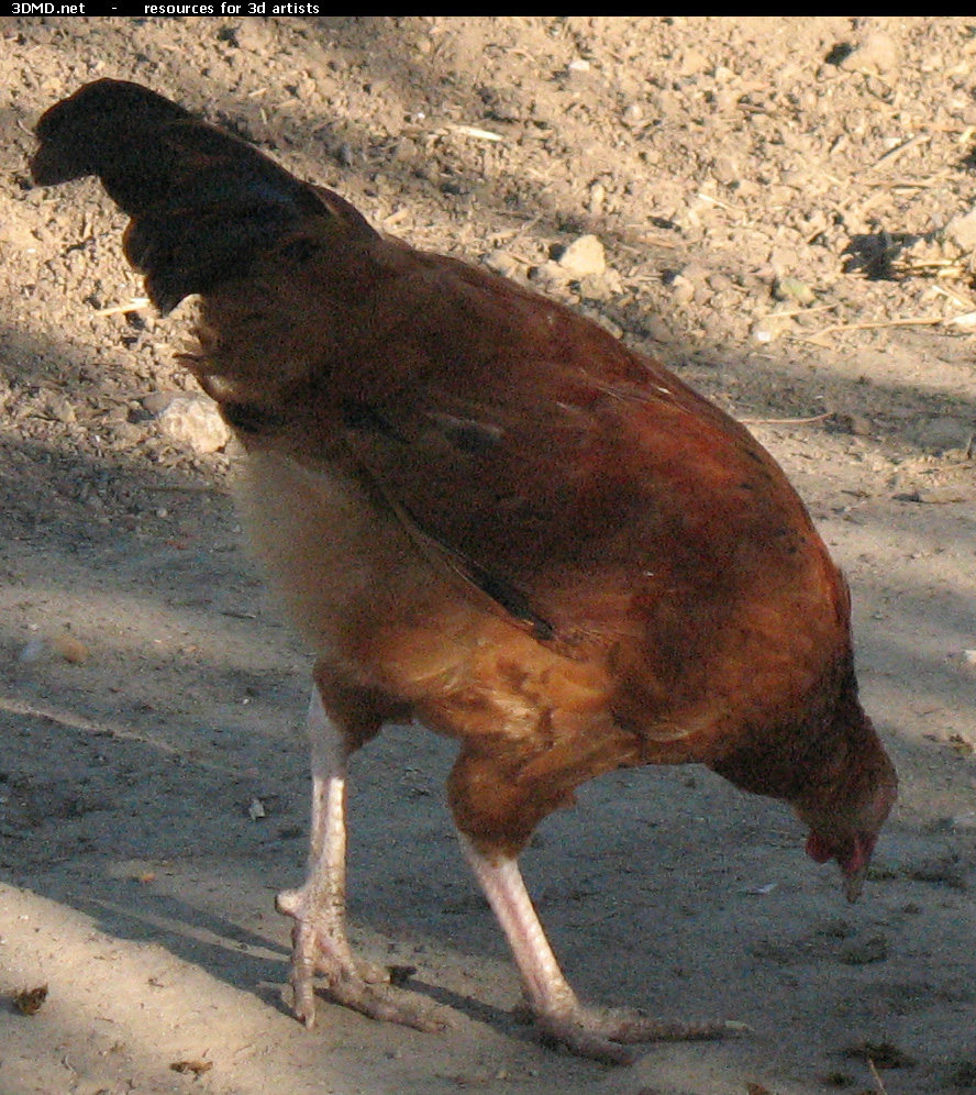 Red Chicken Photo     