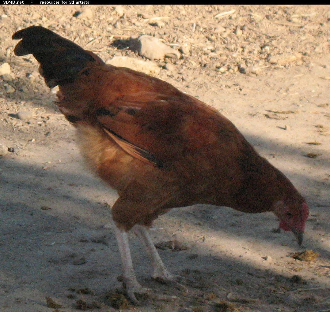 Red Chicken Photo     