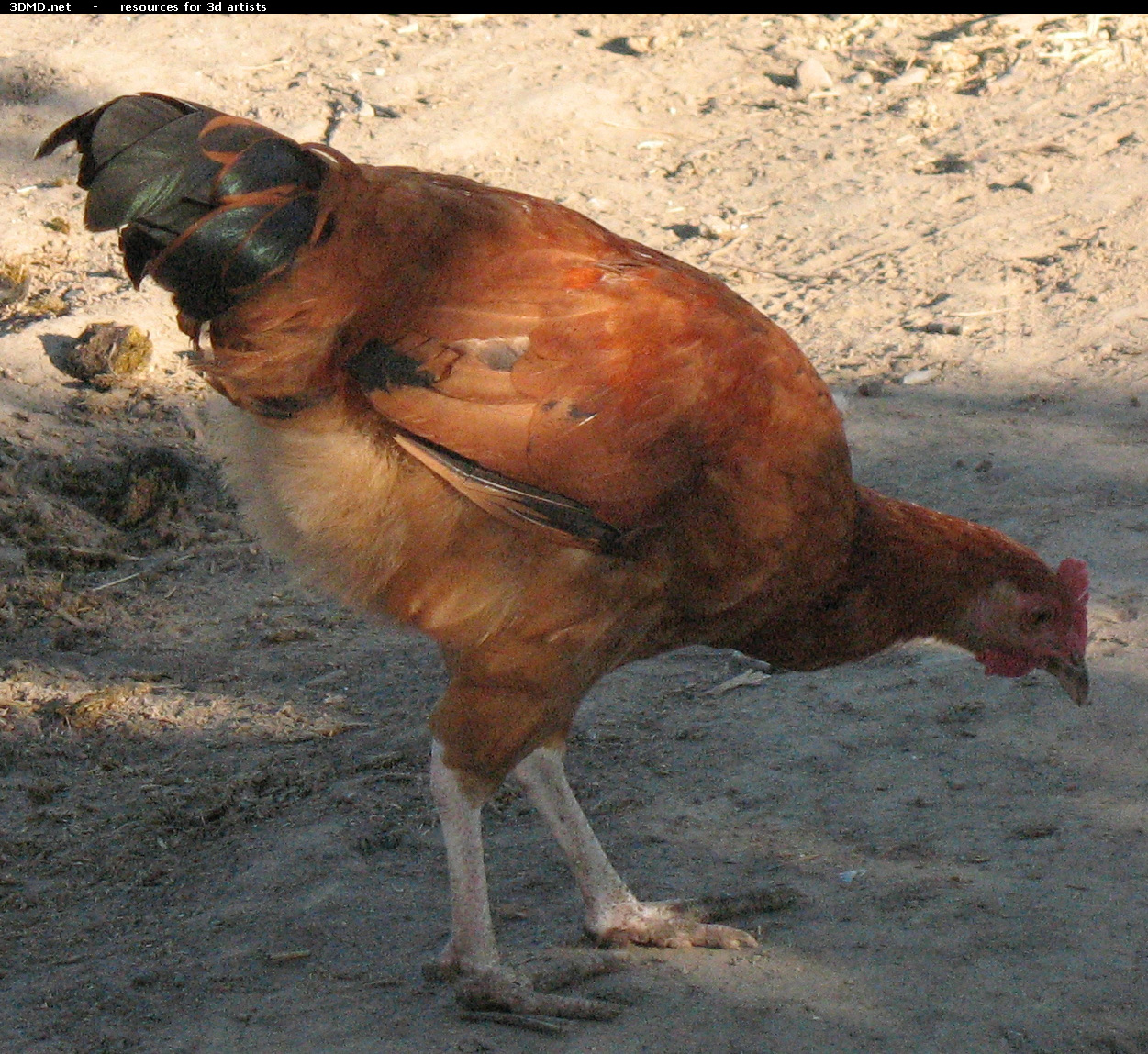 Red Chicken Photo     