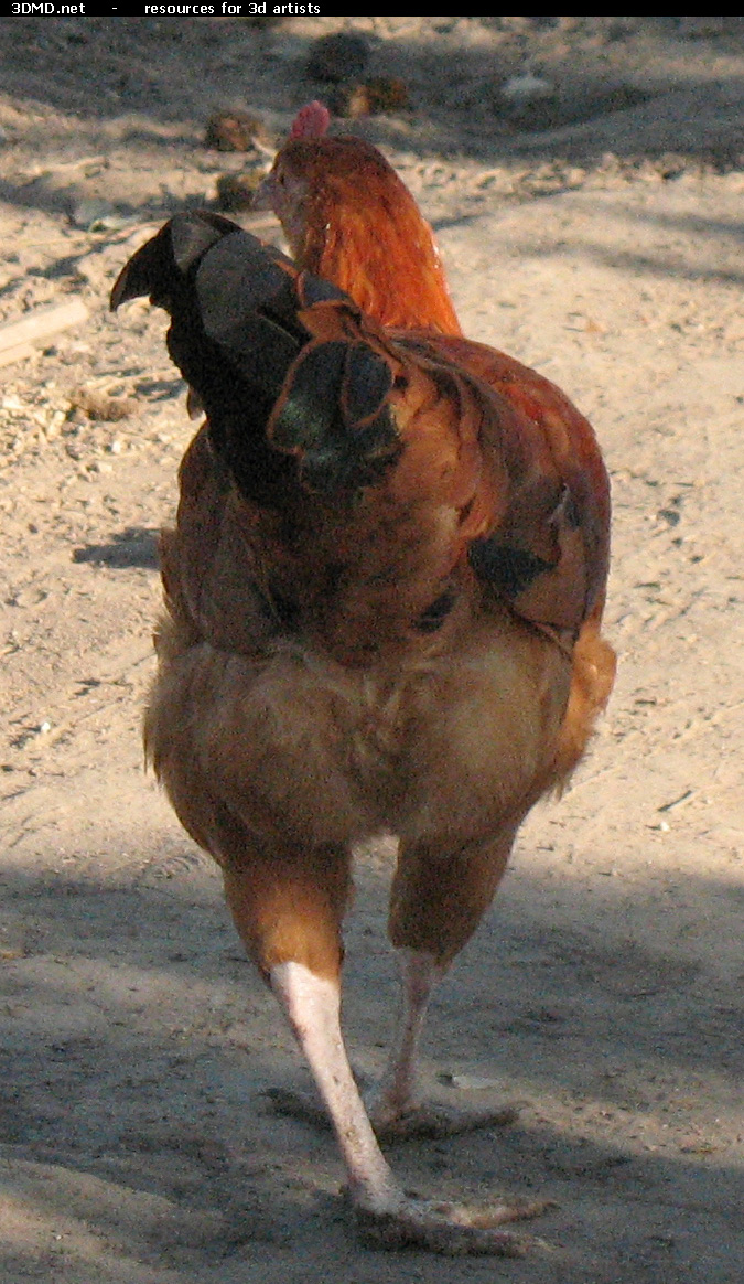 Red Chicken Photo     