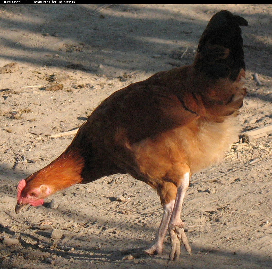 Red Chicken Photo     