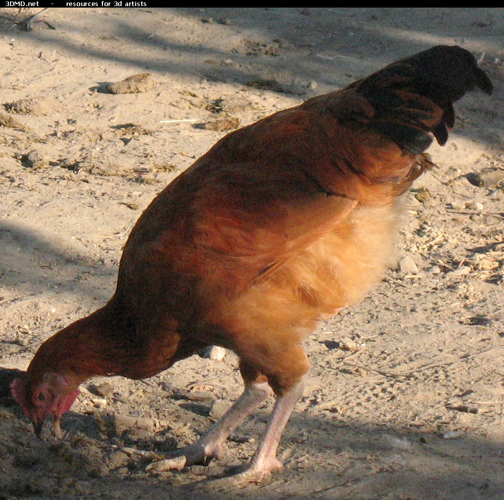 Red Chicken Photo     