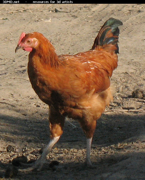 Red Chicken Photo     