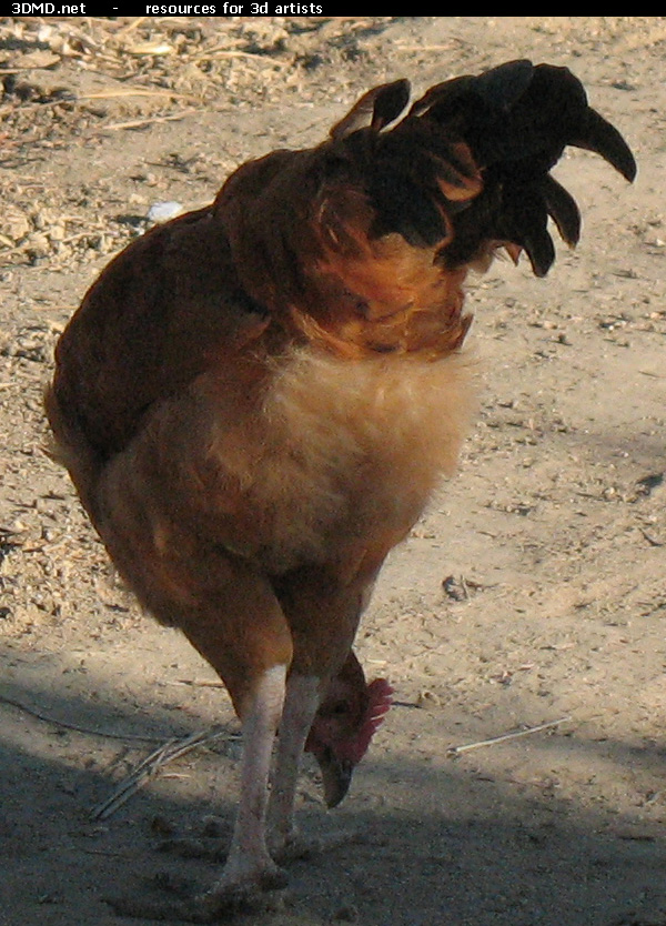 Red Chicken Photo     