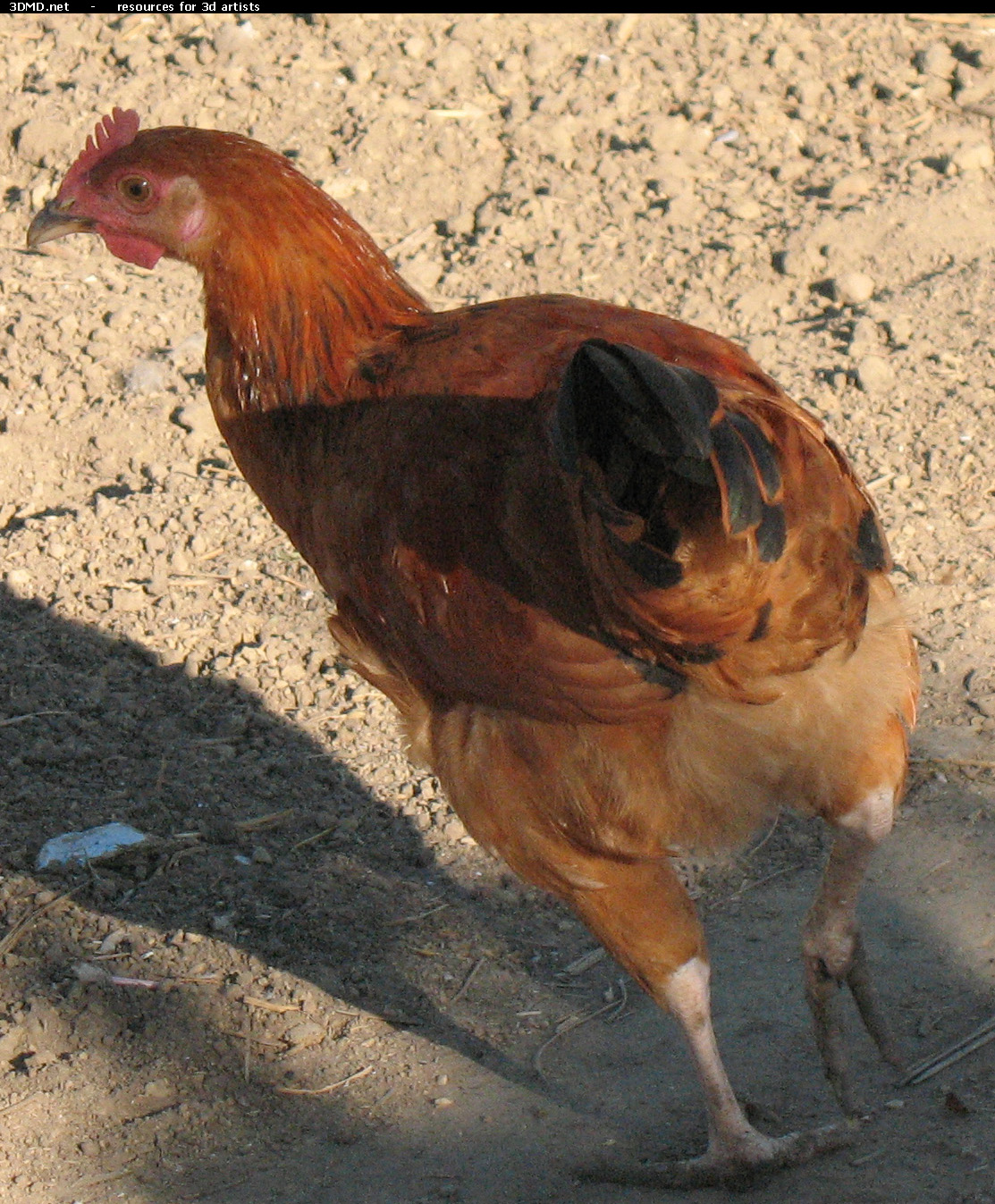 Red Chicken Photo     