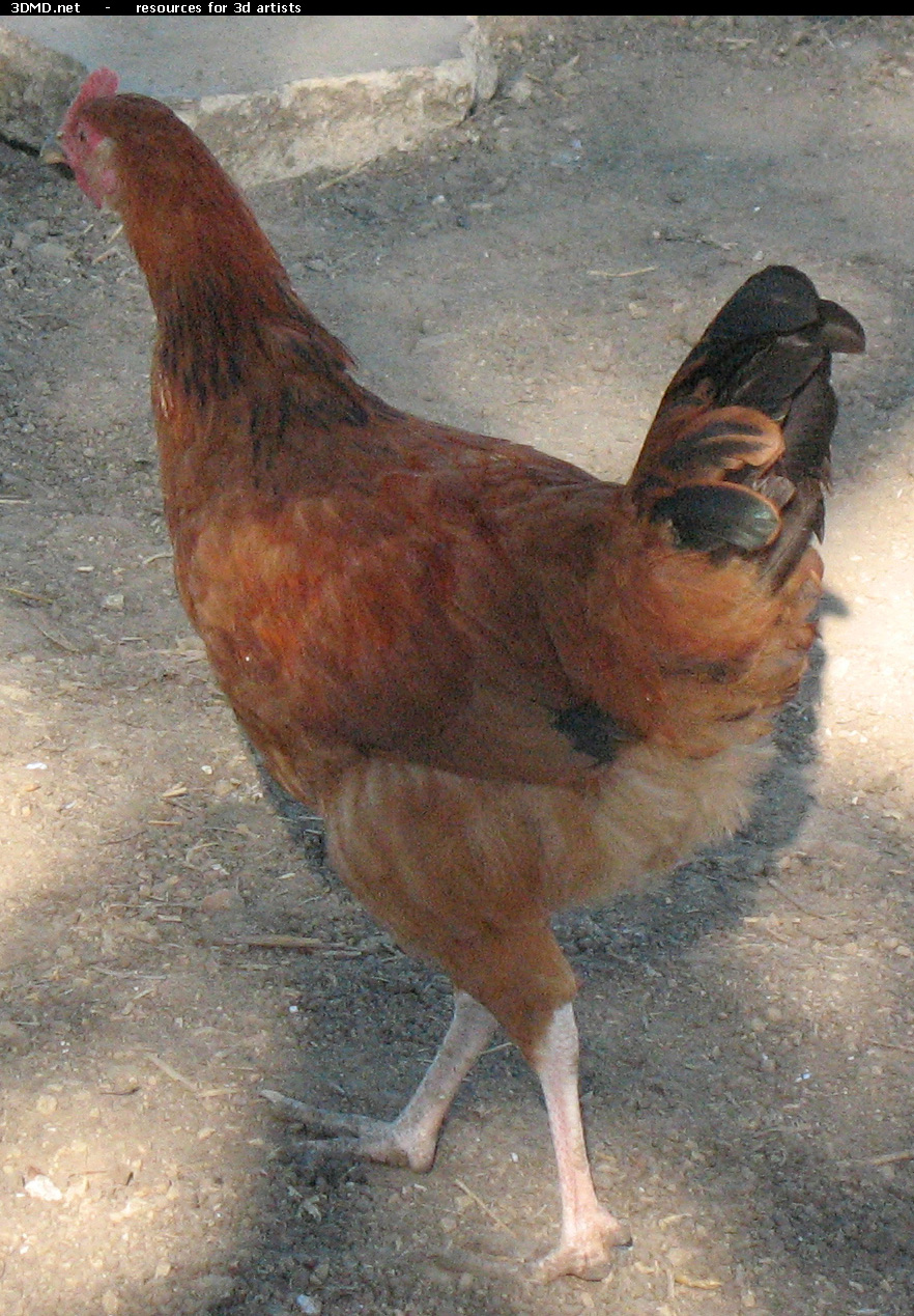 Red Chicken Photo     