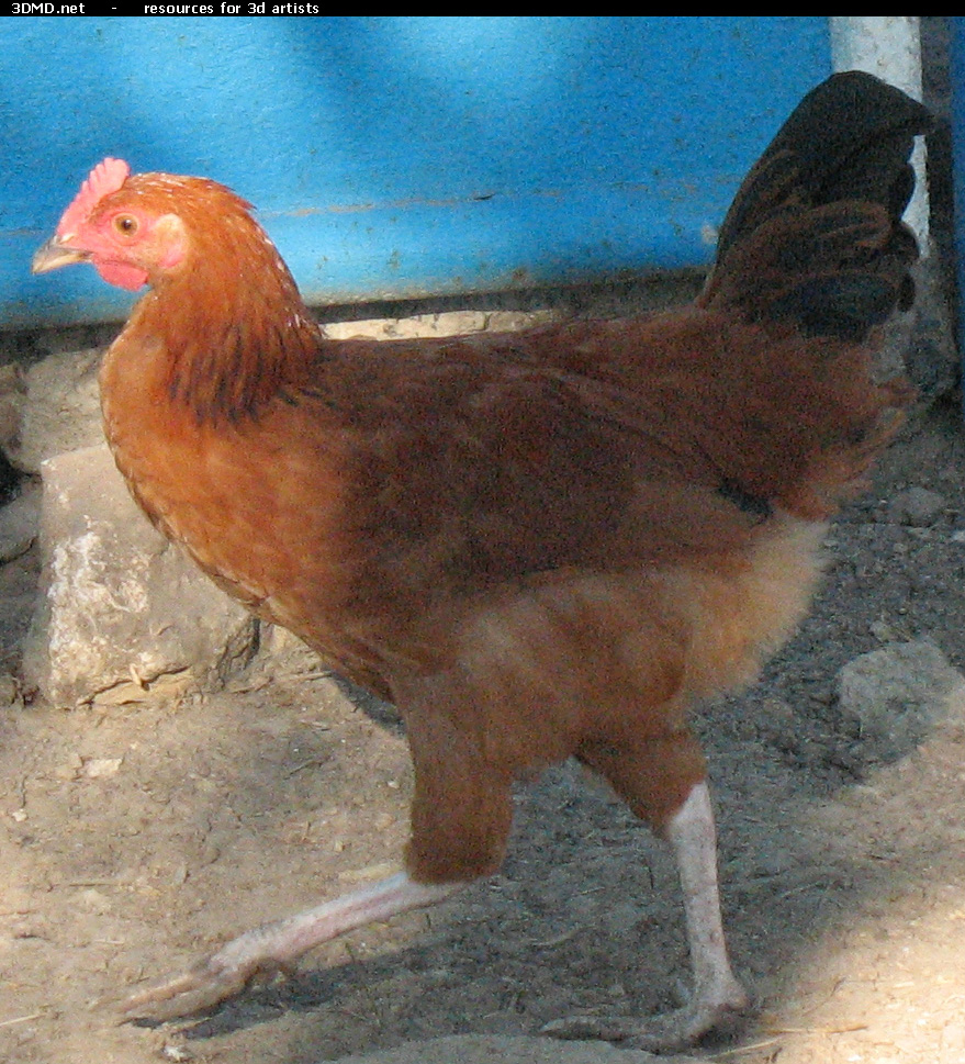 Red Chicken Photo     