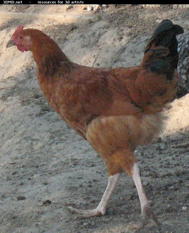 Red Chicken Photo     