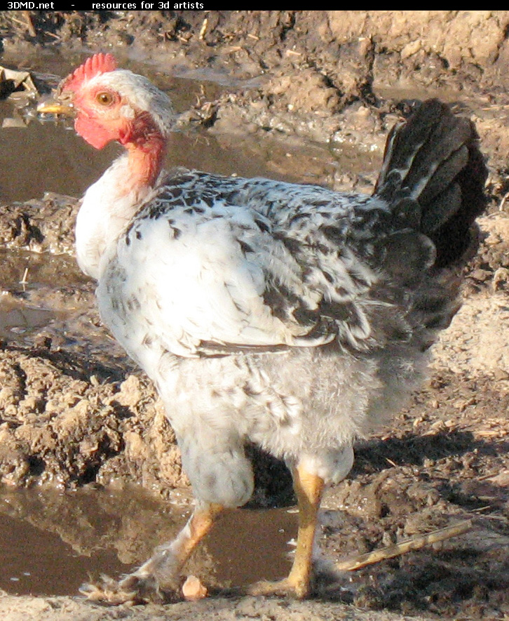 Chicken Photo     