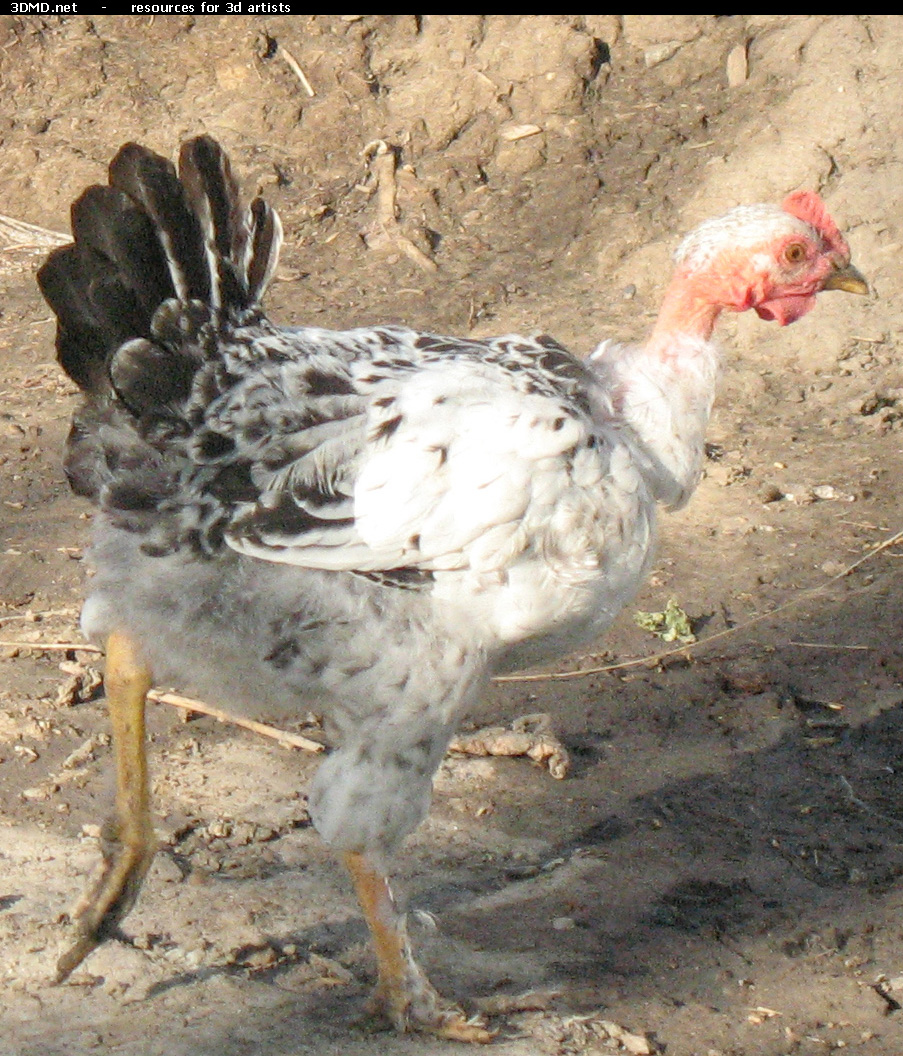 Chicken Photo     