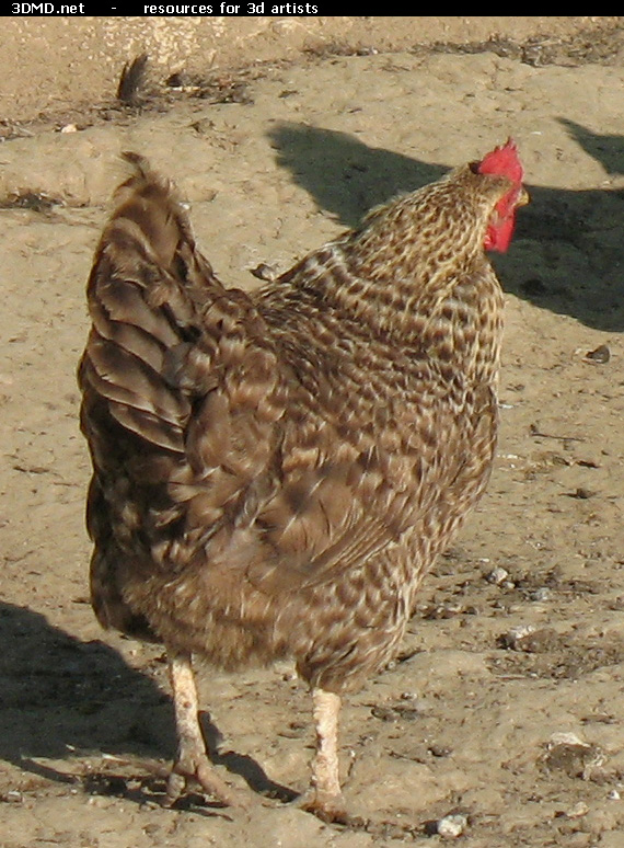 Grey Hen Photo     