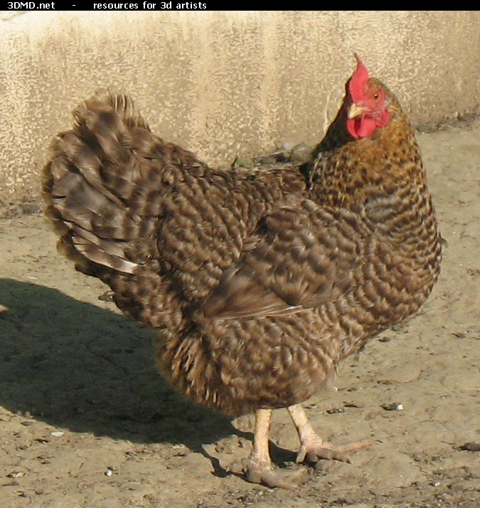 Grey Hen Photo     