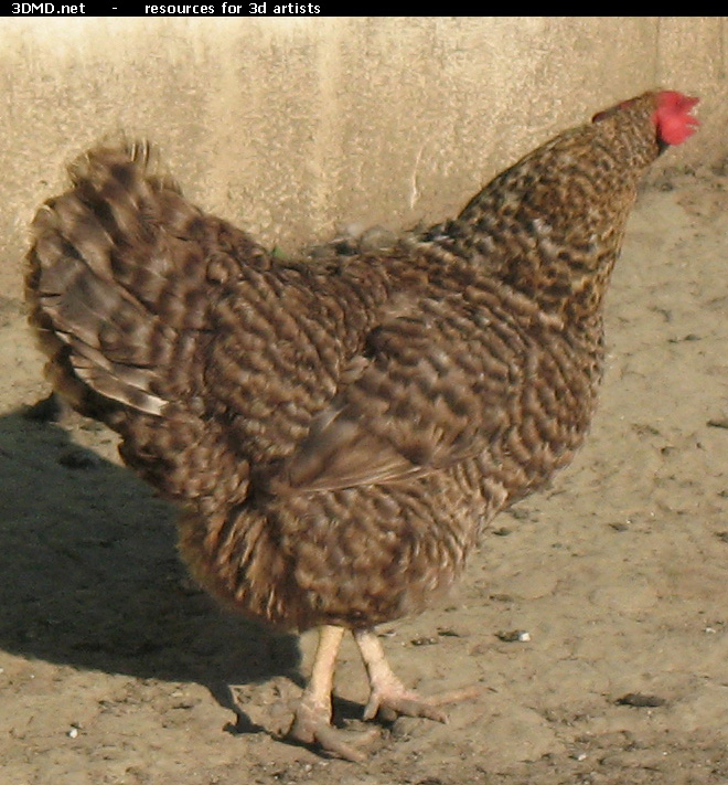 Grey Hen Photo     