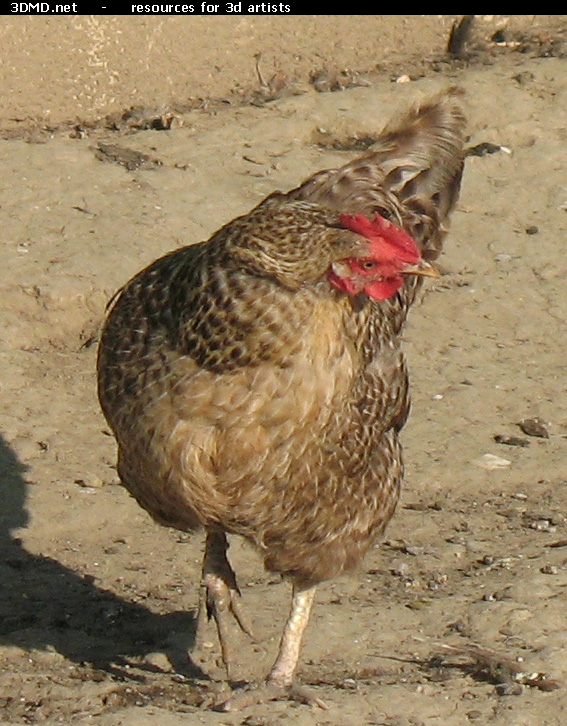 Grey Hen Photo     