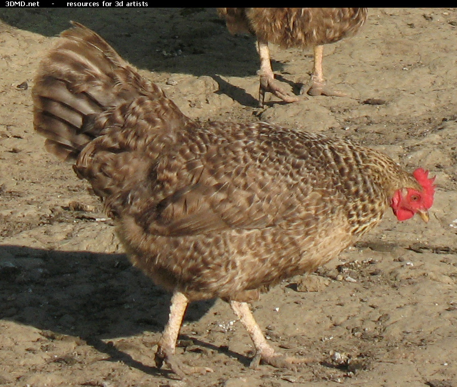 Grey Hen Photo     