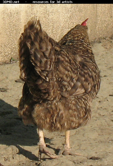 Grey Hen Photo     