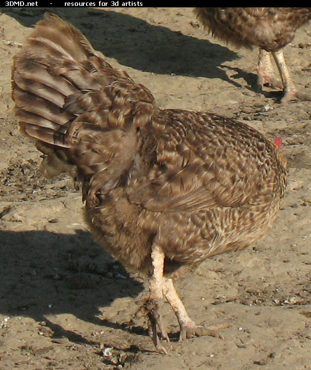 Grey Hen Photo     