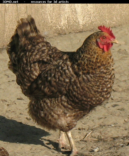 Grey Hen Photo     