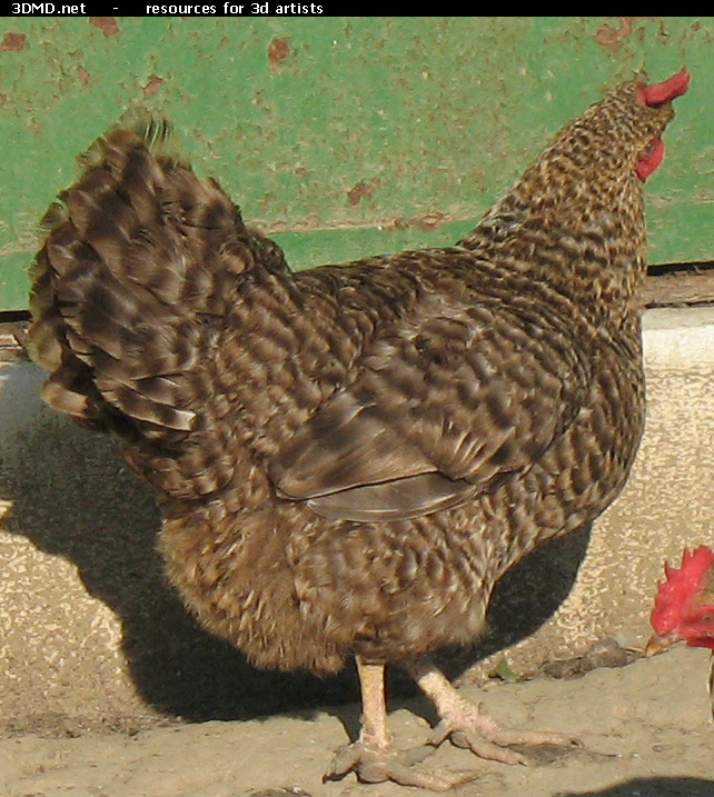 Grey Hen Photo     