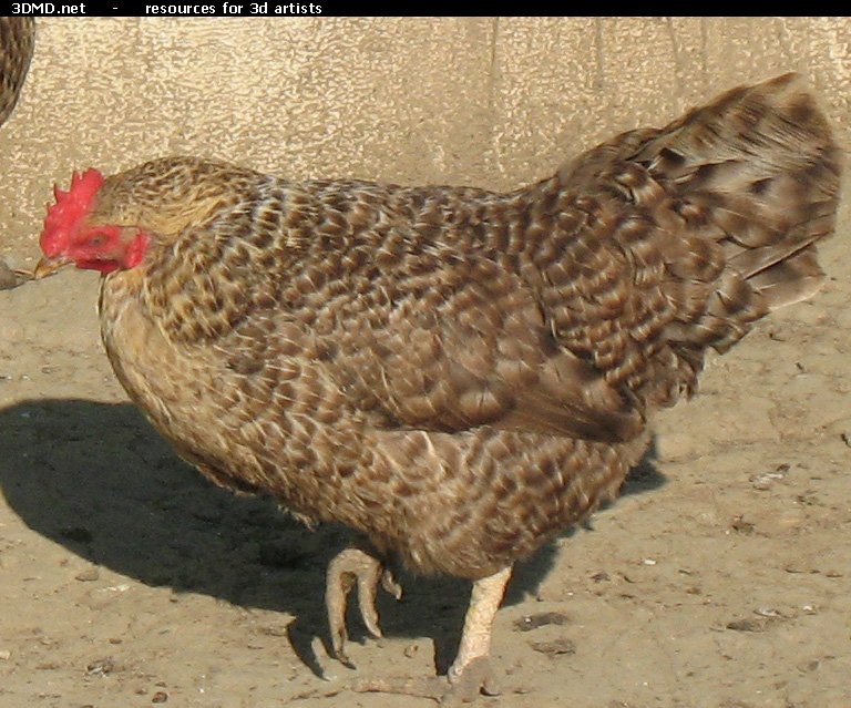 Grey Hen Photo     