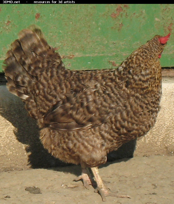 Grey Hen Photo     