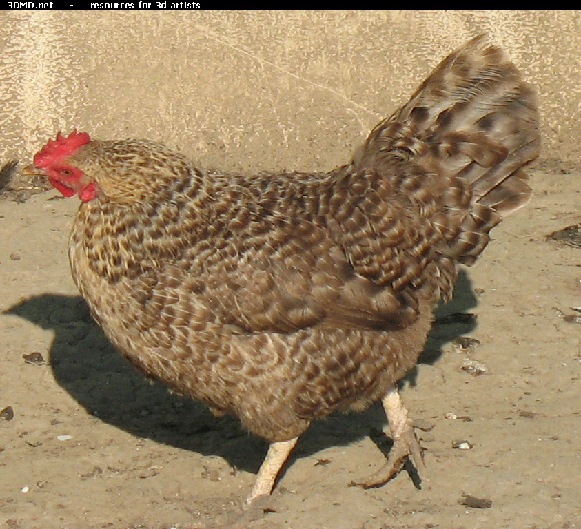 Grey Hen Photo     