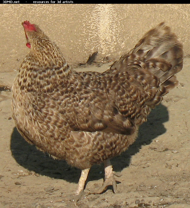 Grey Hen Photo     