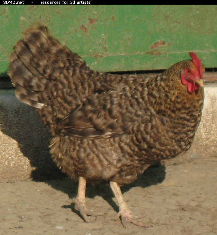 Grey Hen Photo     