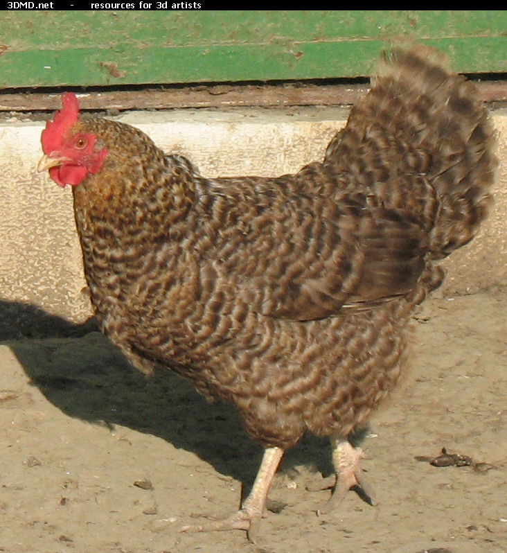 Grey Hen Photo     