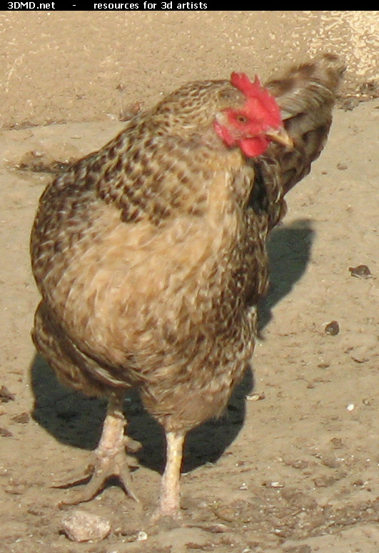 Grey Hen Photo     