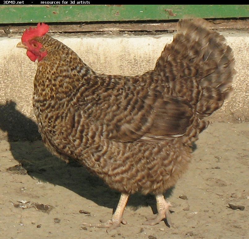 Grey Hen Photo     