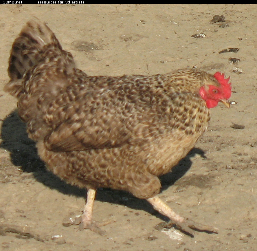 Grey Hen Photo     